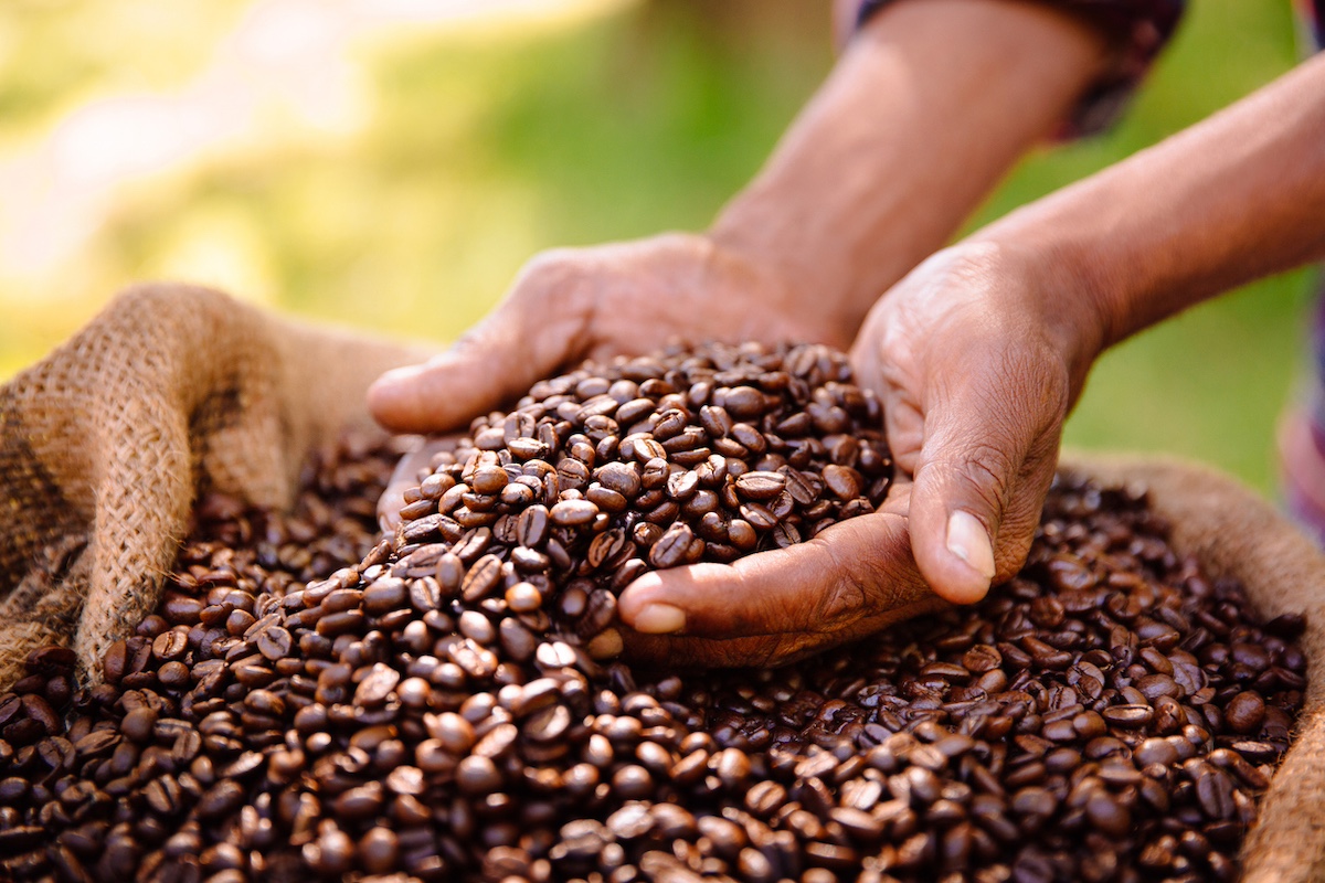 Coffee farm istock 468607708