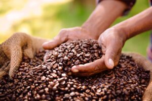 A pair of cupped hands dipped into a burlap sack of brown coffee beans