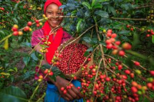 A GRINNING YOUNG WOMAN HOLDS UP A BASKET OF HARVESTED COFFEE BEANS FROM BEHIND A COLORFUL COFFEE PLANT
